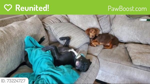 Reunited Female Dog last seen Dock Murphy Dr & County Line Rd, Madison, AL, Madison, AL 35758