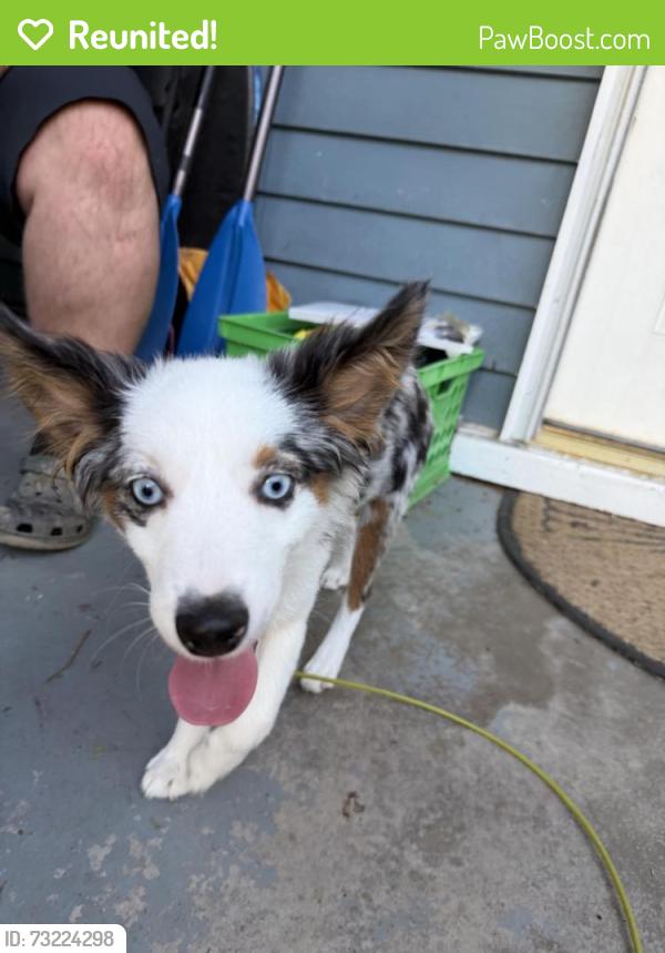 Reunited Unknown Dog last seen Stratmore street, Pittsburgh, PA 15205