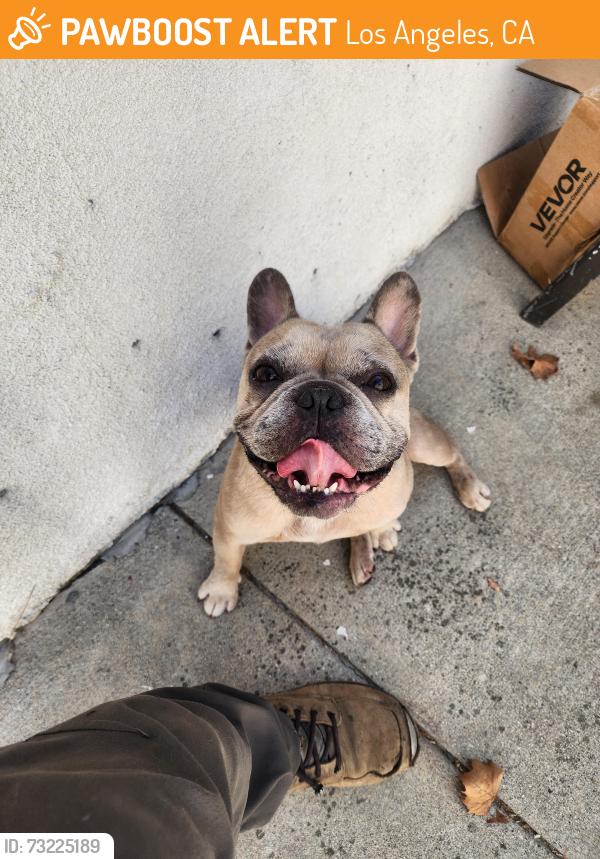 Found/Stray Male Dog last seen 42nd Street School, Los Angeles, CA 90008