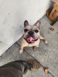 Found/Stray Male Dog last seen 42nd Street School, Los Angeles, CA 90008