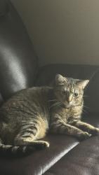 Reunited Female Cat last seen Celano drive, Fort Bend County, TX 77406