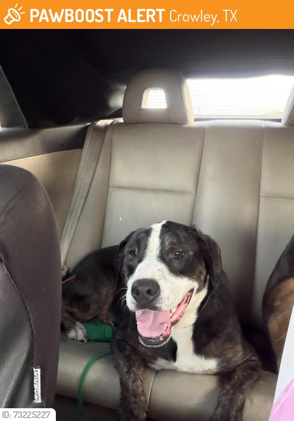 Found/Stray Male Dog last seen Planet fitness Crowley, Crowley, TX 76036