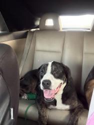 Found/Stray Male Dog last seen Planet fitness Crowley, Crowley, TX 76036