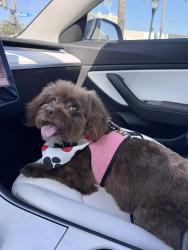 Lost Female Dog last seen Gaviota Ave and Bixby, Long Beach, CA 90807