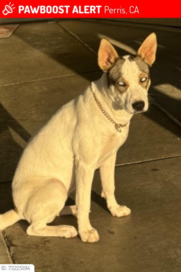Lost Female Dog last seen W Metz rd, Perris, CA 92570