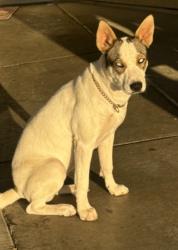 Lost Female Dog last seen W Metz rd, Perris, CA 92570