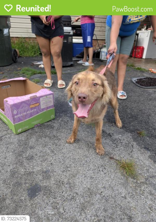 Reunited Male Dog last seen Main, Marshall, Columbus Streets in Archdale, Archdale, NC 27263