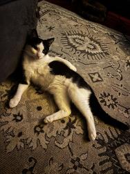 Reunited Male Cat last seen West state and tamarisk, Redlands, CA 92373