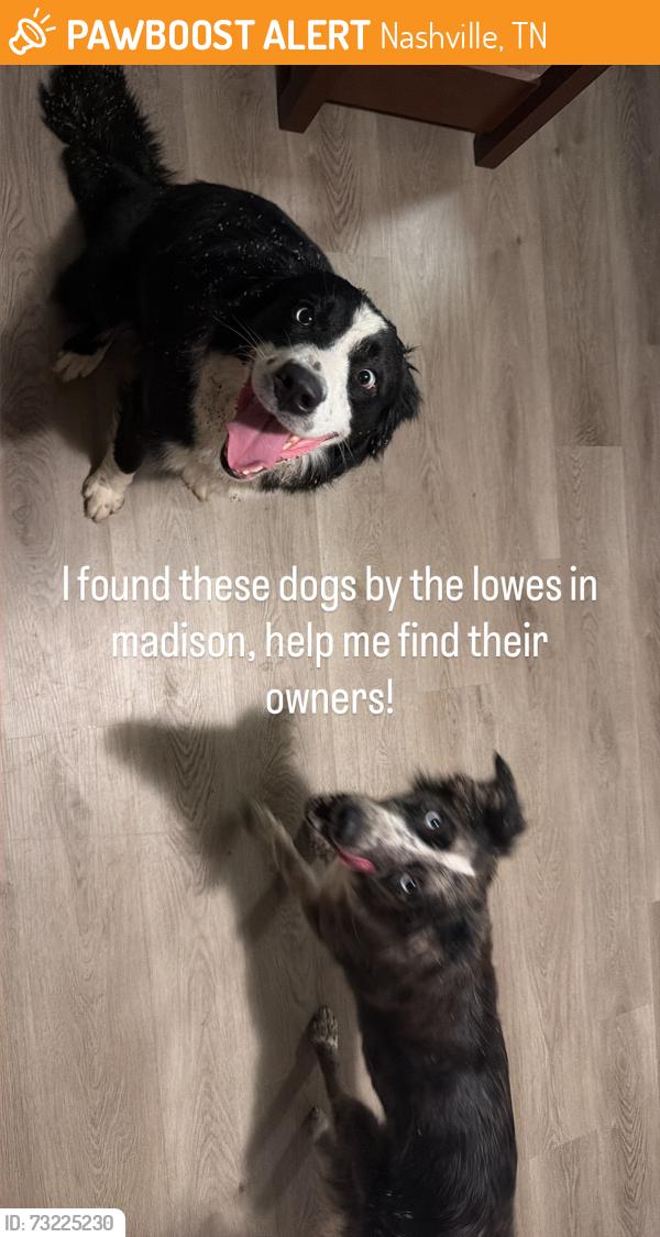 Found/Stray Female Dog last seen Lowes in madison, Nashville, TN 37115