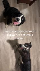 Found/Stray Female Dog last seen Lowes in madison, Nashville, TN 37115