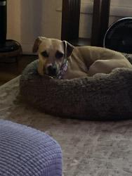 Found/Stray Female Dog last seen Bond lane, Eugene, OR 97401