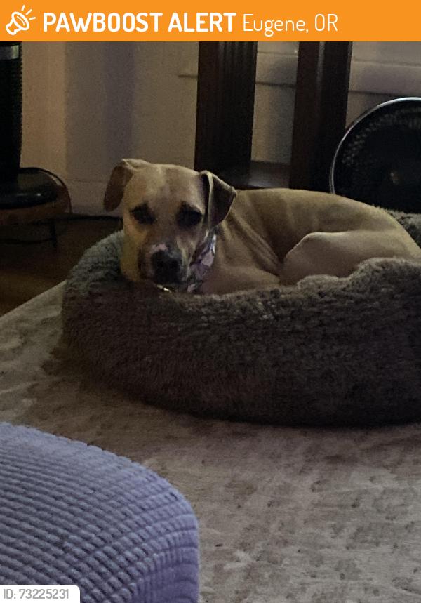 Found/Stray Female Dog last seen Bond lane, Eugene, OR 97401