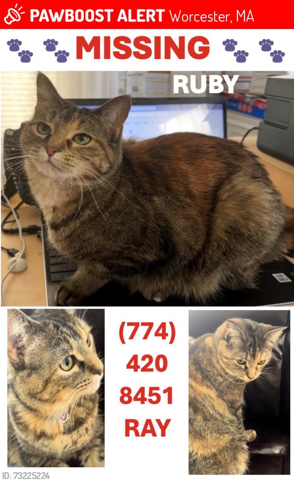 Lost Female Cat last seen Marble Street, Worcester, MA 01603