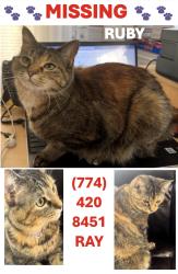 Lost Female Cat last seen Marble Street, Worcester, MA 01603