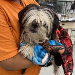 Shelter Stray Male Dog last seen , 6621 Westminster Ave, Garden Grove, CA 92844, USA