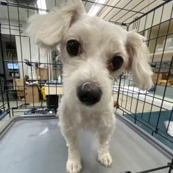 Shelter Stray Female Dog last seen , 6621 Westminster Ave, Garden Grove, CA 92844, USA