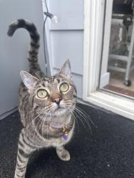 Reunited Female Cat last seen Fremont Fire Department Station 9, Seattle, WA 98103