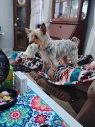 Reunited Female Dog last seen Pembroke, San Antonio, TX 78240
