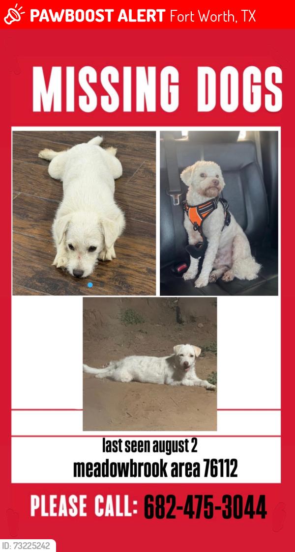 Lost Male Dog last seen Haynie st 76112, Fort Worth, TX 76112