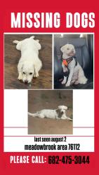 Lost Male Dog last seen Haynie st 76112, Fort Worth, TX 76112