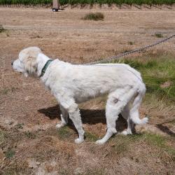 Reunited Female Dog last seen Near Right Fork Foots Creek, Gold Hill, OR 97525