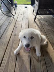 Lost Female Dog last seen River rd and Shiloh dr, Richmond, TX 77469
