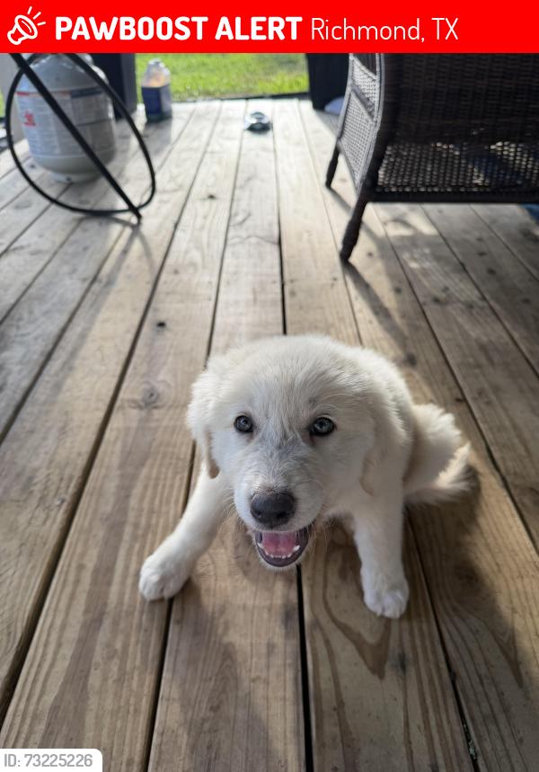 Lost Female Dog last seen River rd and Shiloh dr, Richmond, TX 77469