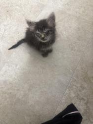 Found/Stray Unknown Cat last seen Turner rd, Salem, OR 97302