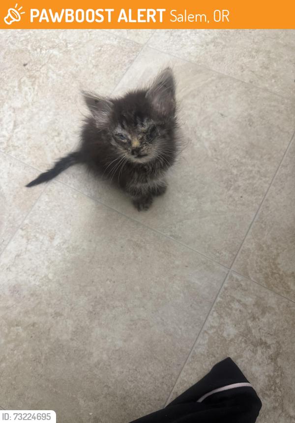 Found/Stray Unknown Cat last seen Turner rd, Salem, OR 97302