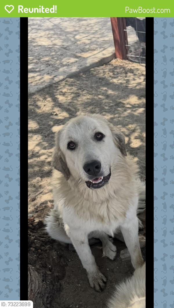 Reunited Female Dog last seen La mesa road and oasis, Piñon Hills, CA 92372