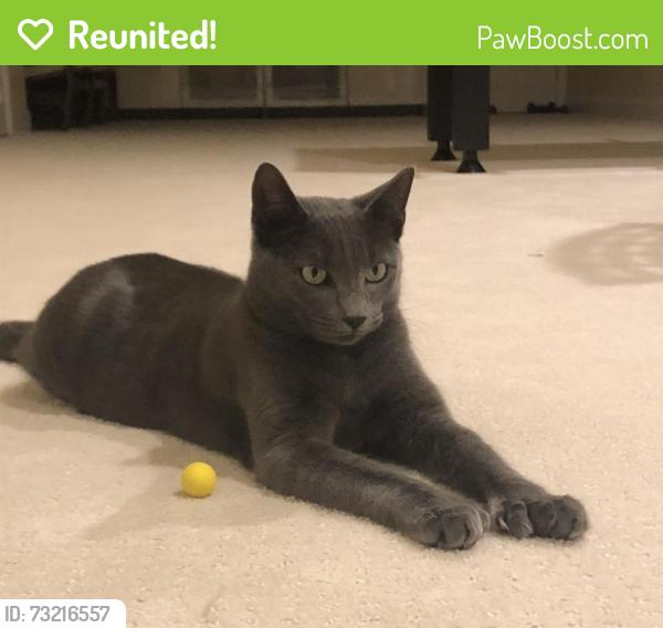 Reunited Male Cat last seen Bedford road Woburn, MA, Woburn, MA 01801