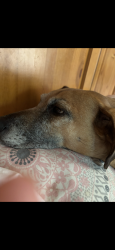 Lost Male Dog last seen WESTERN AVE, Knoxville, TN 37921