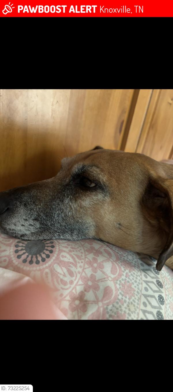 Lost Male Dog last seen WESTERN AVE, Knoxville, TN 37921