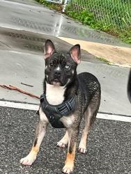 Found/Stray Unknown Dog last seen Railroad crossing on W 25th street, AND on the side of the road on Country Club Rd, Sanford, FL 32771