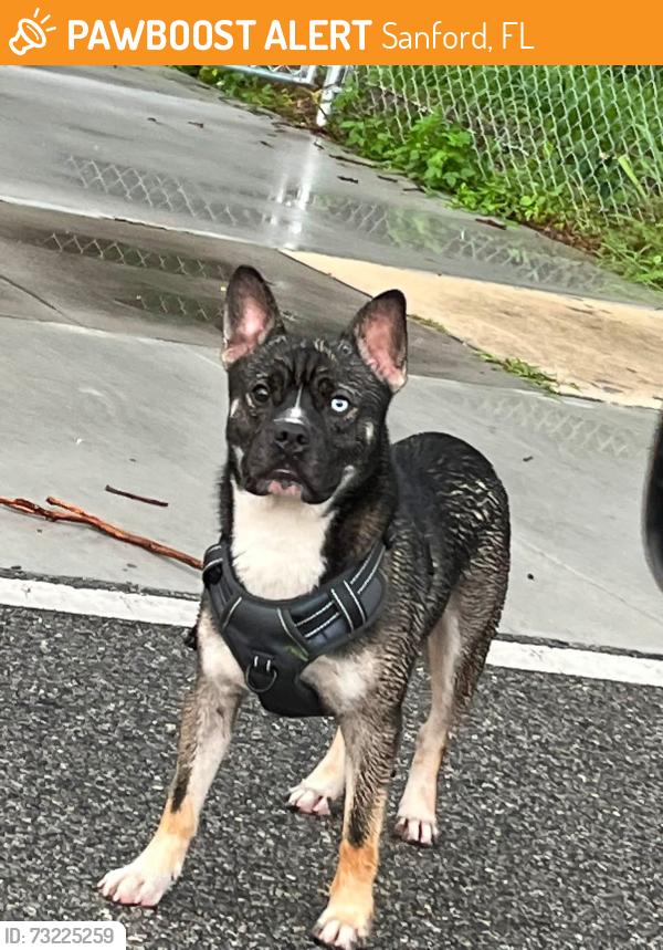 Found/Stray Unknown Dog last seen Railroad crossing on W 25th street, AND on the side of the road on Country Club Rd, Sanford, FL 32771