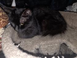 Found/Stray Unknown Cat last seen Holmes, Lansing, MI 48910