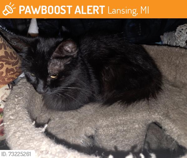Found/Stray Unknown Cat last seen Holmes, Lansing, MI 48910