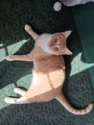 Lost Male Cat last seen 63rd, Lynnwood, WA 98036