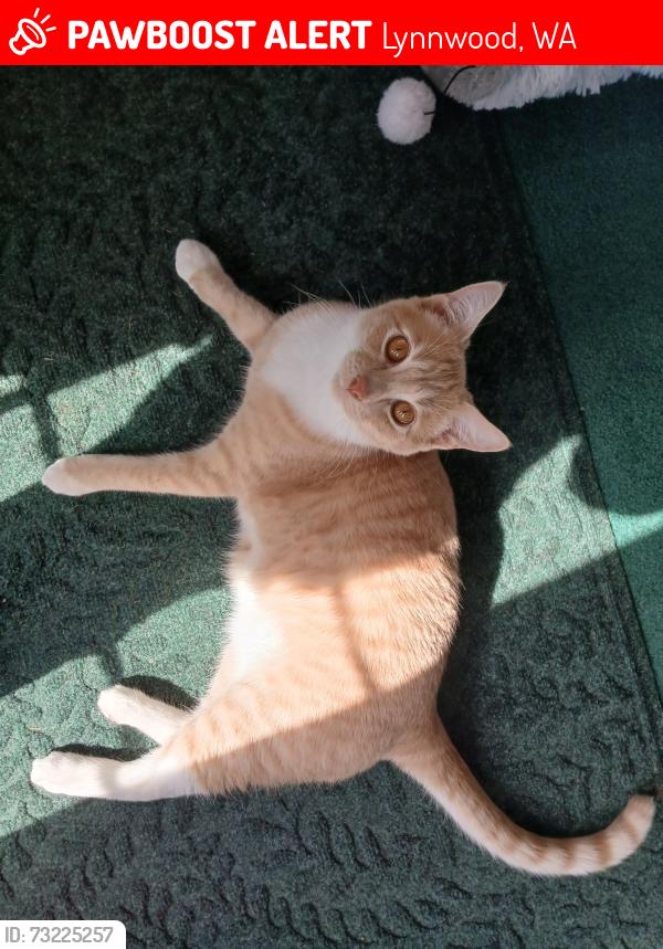 Lost Male Cat last seen 63rd, Lynnwood, WA 98036
