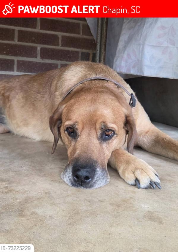 Lost Female Dog last seen john kinard road, Chapin, SC 29036