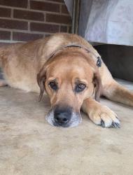 Lost Female Dog last seen john kinard road, Chapin, SC 29036