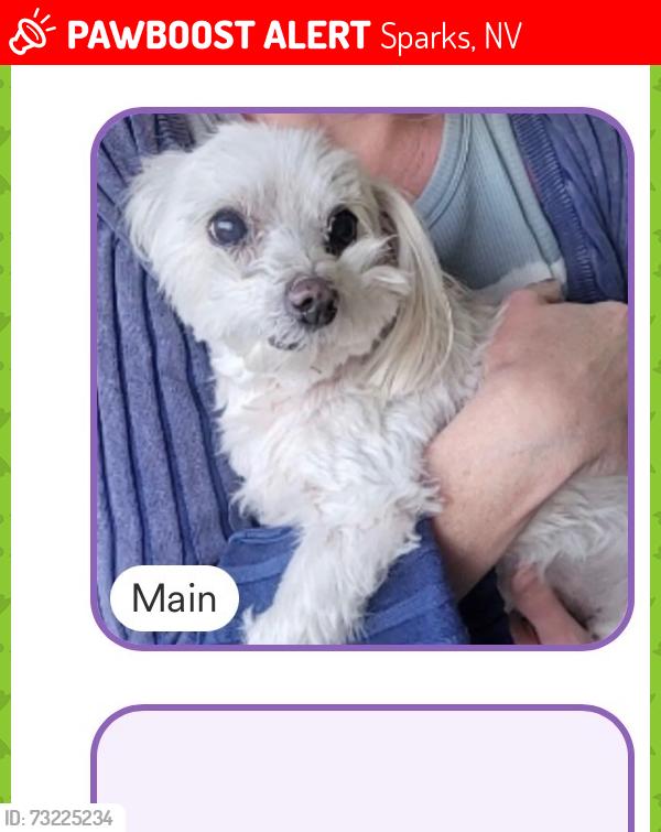 Lost Female Dog last seen Windswept loop, Sparks, NV 89436