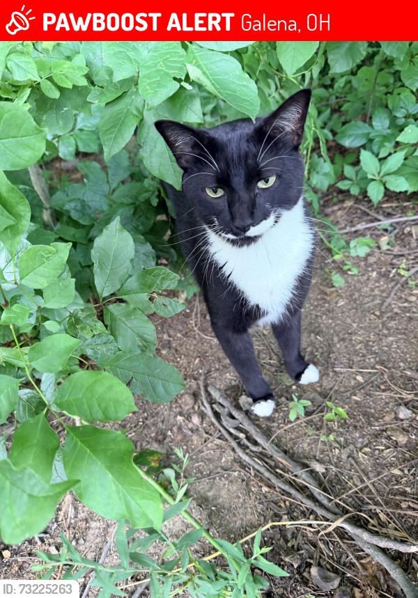 Lost Male Cat last seen Red bank and britonwoods, Galena, OH 43021