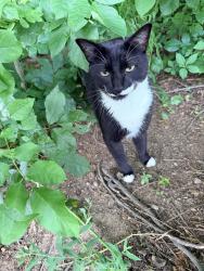 Lost Male Cat last seen Red bank and britonwoods, Galena, OH 43021