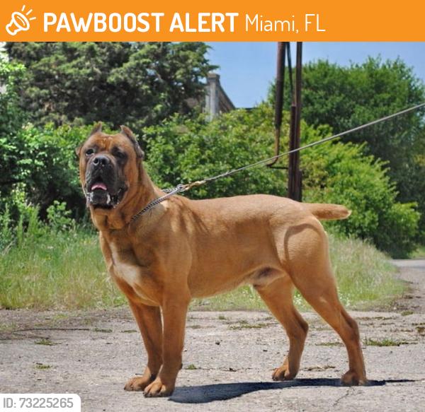 Found/Stray Male Dog last seen Near SW 184th Ave, Miami, FL 33196