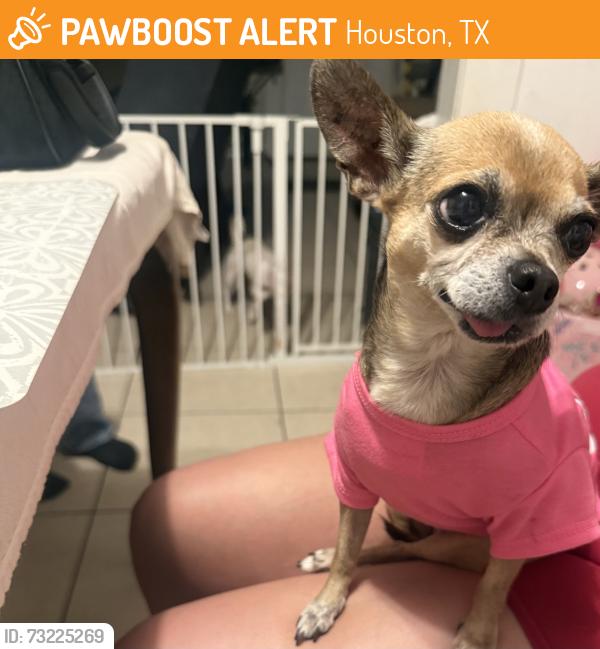 Found/Stray Female Dog last seen Irvington blvd, Houston, TX 77022