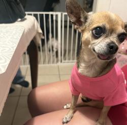 Found/Stray Female Dog last seen Irvington blvd, Houston, TX 77022