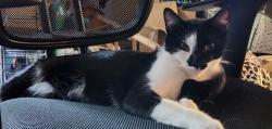 Reunited Male Cat last seen Old Dallas road and east dallas road, Chattanooga, TN 37405