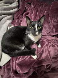 Lost Female Cat last seen Royal fern way, Palm Beach Gardens, FL 33410