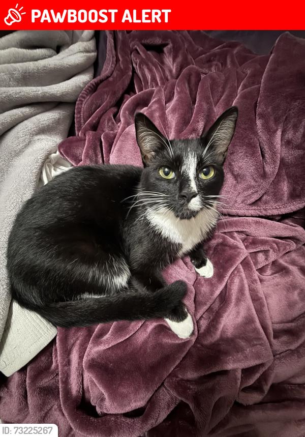 Lost Female Cat last seen Royal fern way, Palm Beach Gardens, FL 33410